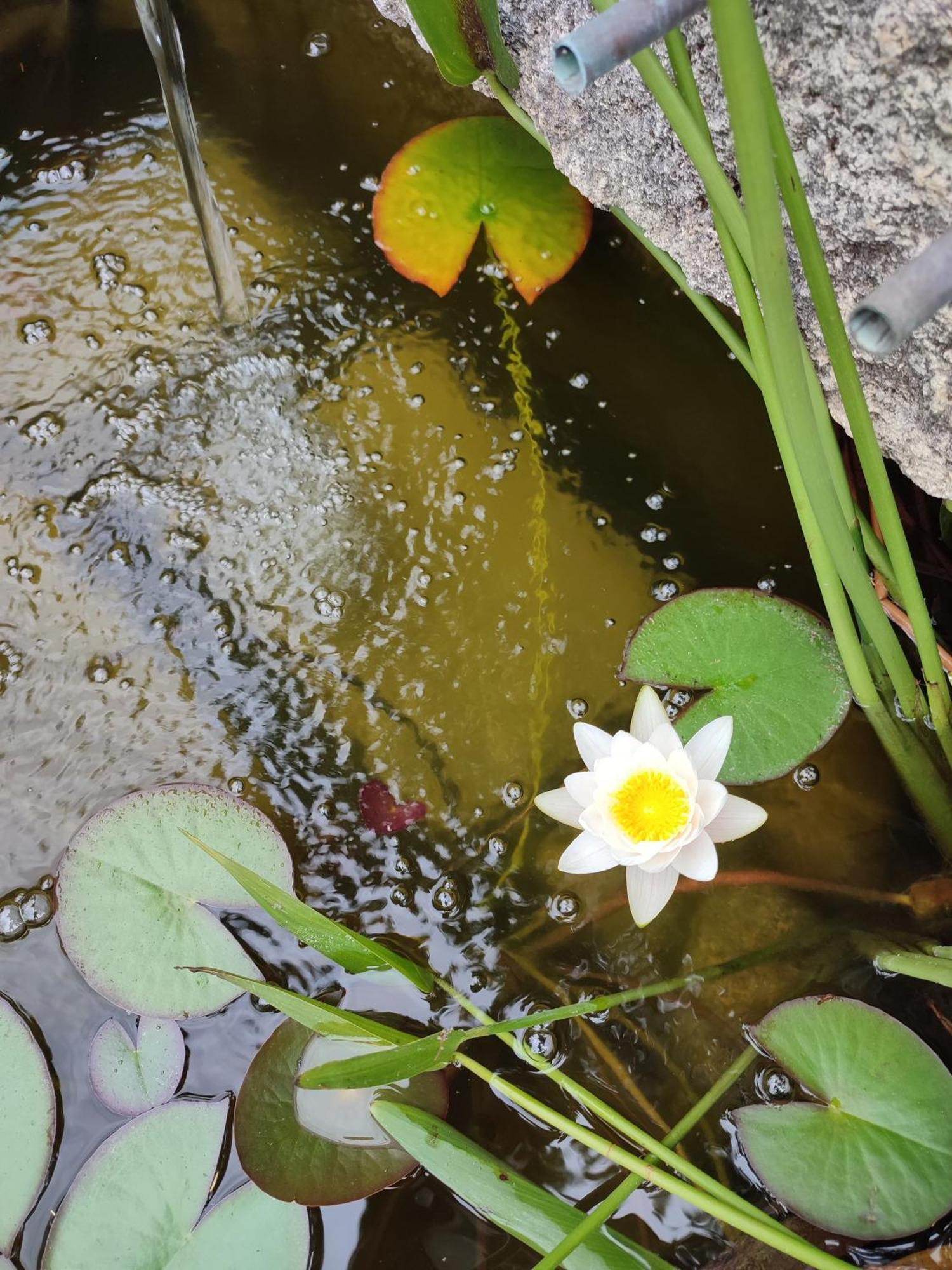 B&B La Terre Brulee Aigues-Mortes Kültér fotó